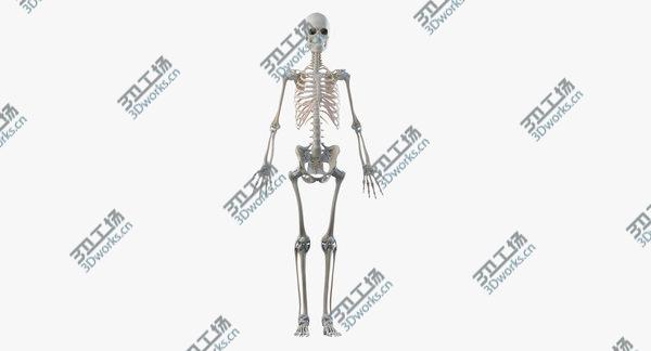 images/goods_img/20210312/Obese  Female Skin, Skeleton And Lymphatic System Rigged 3D model/3.jpg